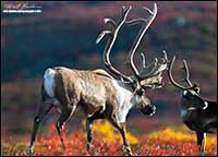 Barren-ground caribou near Point Lake Northwest Territories by Robert Berdan