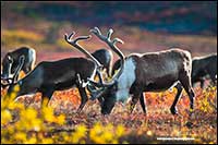Barren-ground caribou near Point Lake Northwest Territories by Robert Berdan