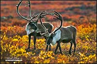 Barren-ground caribou near Point Lake Northwest Territories by Robert Berdan