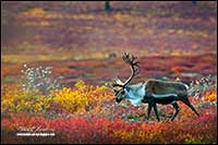 Barren-ground caribou near Point Lake Northwest Territories by Robert Berdan