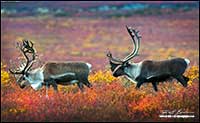 Barren-ground caribou near Point Lake Northwest Territories by Robert Berdan