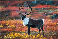 Barren-ground caribou near Point Lake Northwest Territories by Robert Berdan