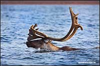 Barren-ground caribou swimming near Point Lake Northwest Territories by Robert Berdan