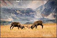 Mountain Caribou Tonquin Valley Jasper National park by Robert Berdan