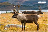 Mountain Caribou Tonquin Valley Jasper National park by Robert Berdan