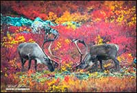 Barren-ground caribou near Point Lake Northwest Territories by Robert Berdan