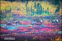 Barren-ground caribou near Point Lake Northwest Territories by Robert Berdan