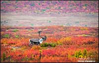 Barren-ground caribou near Point Lake Northwest Territories by Robert Berdan