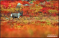 Barren-ground caribou near Point Lake Northwest Territories by Robert Berdan
