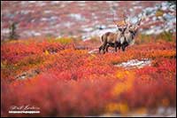 Barren-ground caribou near Point Lake Northwest Territories by Robert Berdan