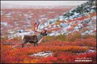 Barren-ground caribou near Point Lake Northwest Territories by Robert Berdan
