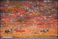 Barren-ground caribou near Point Lake Northwest Territories by Robert Berdan