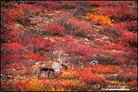 Barren-ground caribou near Point Lake Northwest Territories by Robert Berdan