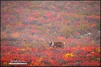 Barren-ground caribou near Point Lake Northwest Territories by Robert Berdan