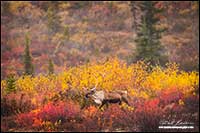 Barren-ground caribou near Point Lake Northwest Territories by Robert Berdan