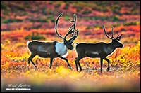 Barren-ground caribou near Point Lake Northwest Territories by Robert Berdan