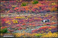 Barren-ground caribou near Point Lake Northwest Territories by Robert Berdan