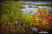 Sumac in autumn around pond by Robert Berdan