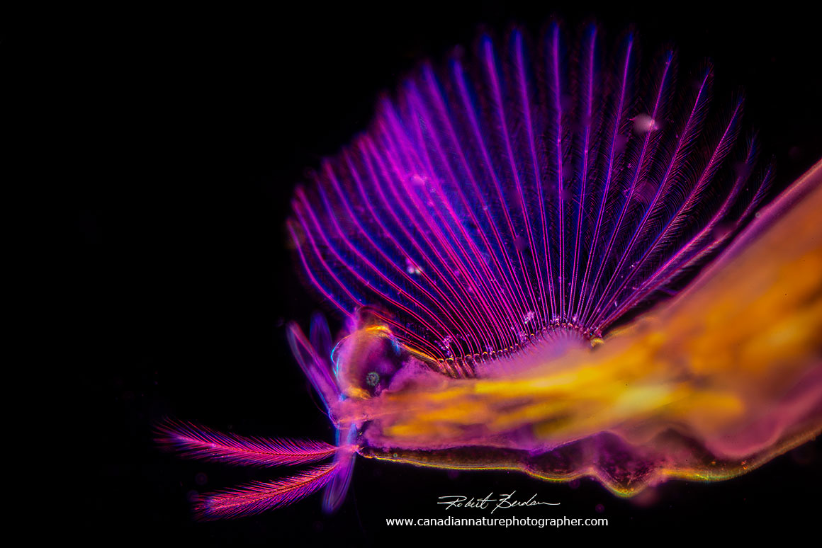 Chaoborus larva tail fan by Robert Berdan ©
