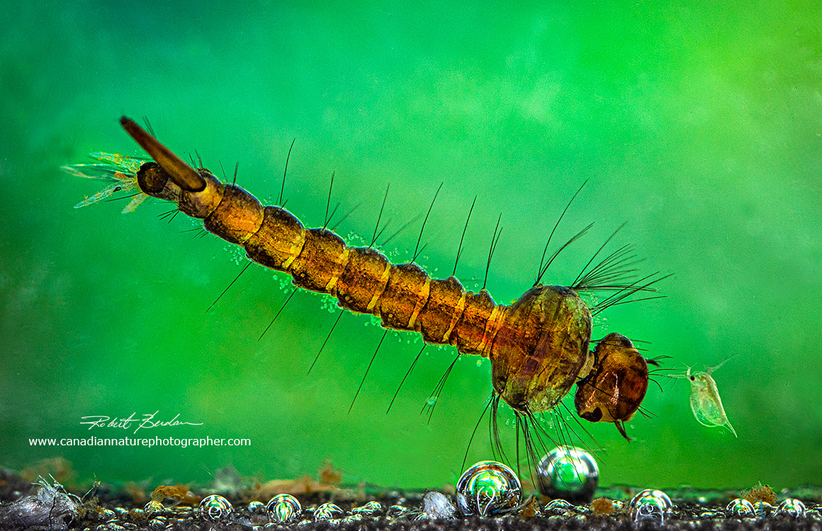 Mosquito larva and a water flea (Daphnia sp) by Robert Berdan ©
