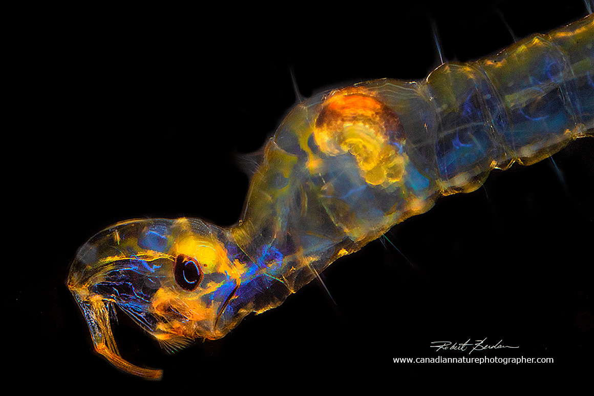 Chaoborus larva photographed with a Canon MP-E 65 mm macro lens Robert Berdan ©