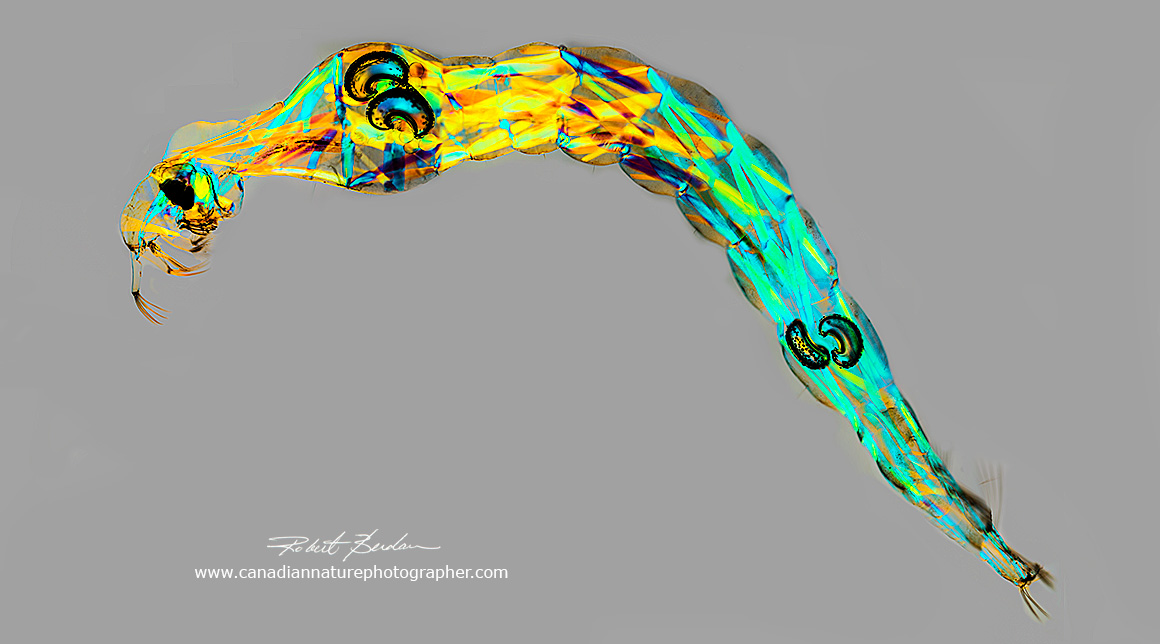 Chaoborus larva are viewed with polarized light and a full wave retardation plate Robert Berdan ©