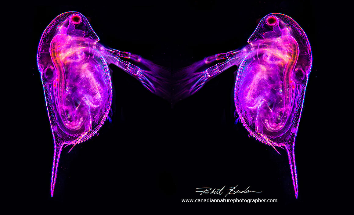 Composite photo of two Daphnia using a combination of Darkfield and Rheinberg lighting Robert Berdan ©