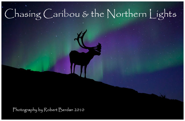 caribou silhoutte and the aurora by Robert Berdan ©