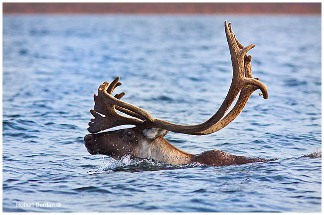 Swimming caribou in Point Lake by Robert Berdan ©