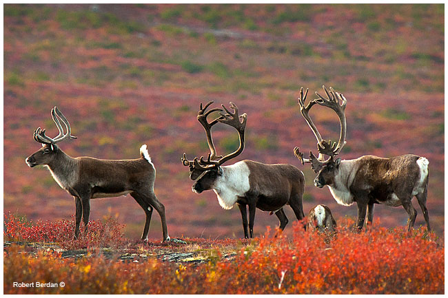Female and two Caribou bulls near Peterson's Point Lake Lodge ©