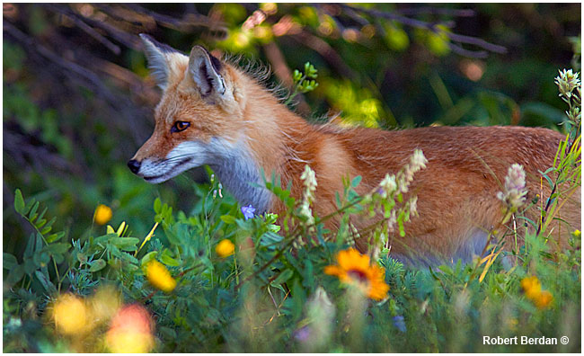 Red Fox in Waterton National Park by Robert Berdan ©
