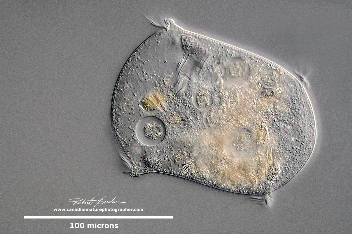 swarmer (telotroch) phase of a peritrich ciliate by Robert Berdan ©
