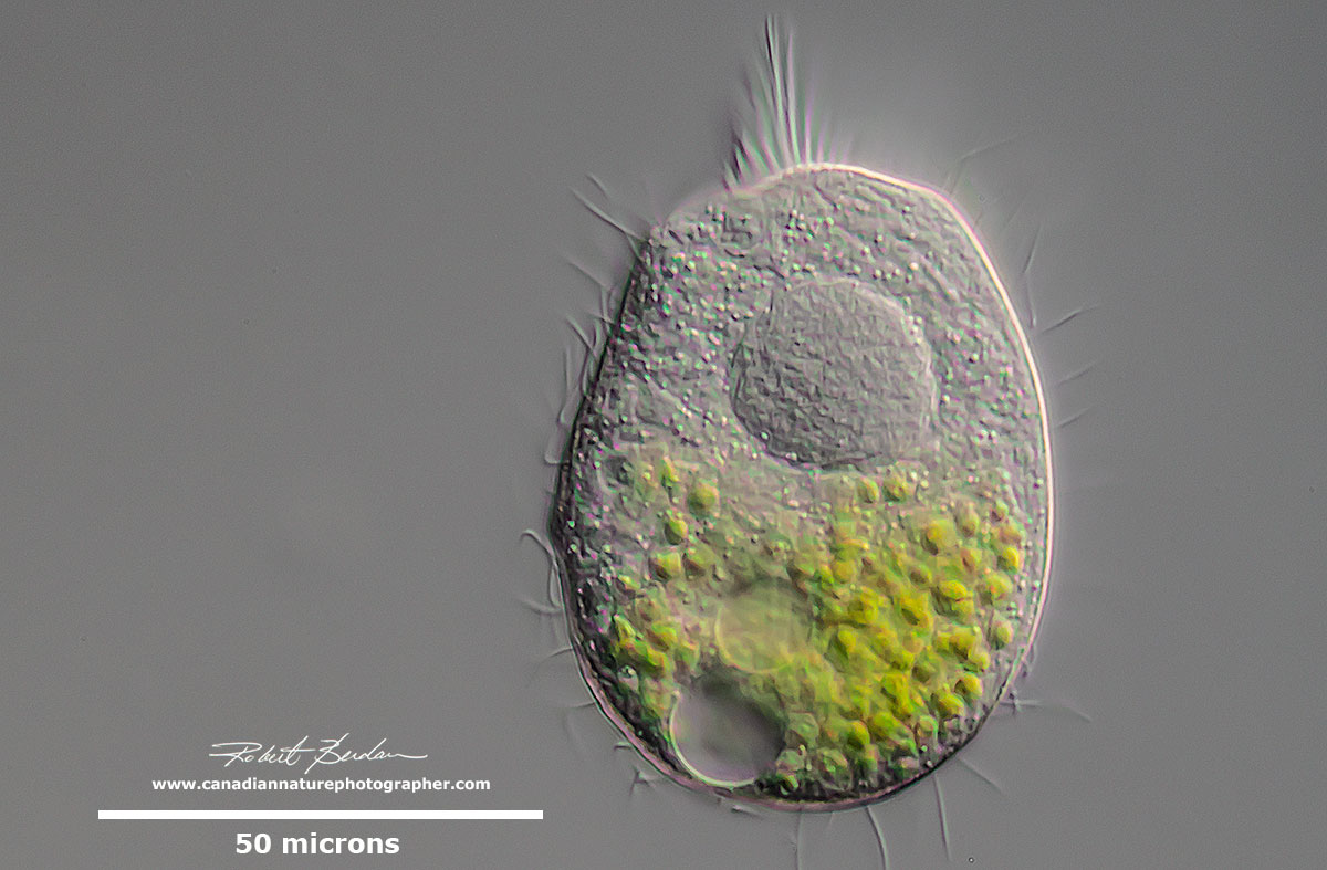 Unidentified ciliate with endosymbiotic algae and single large Macronucleus by Robert Berdan ©