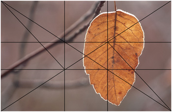 Golden ratio grid over top of photo by R. Berdan 