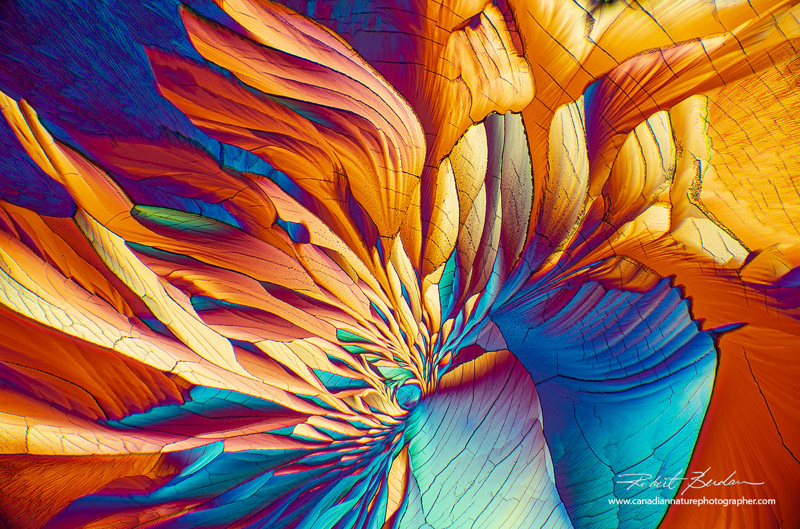 Beta-Alanine and Glutamine 100X polarized light microcopy showing crystalsresembling flower petals Robert Berdan ©