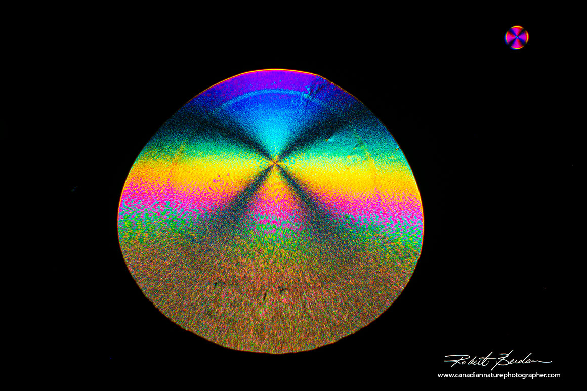 Single crystals of Vitamin C (ascorbic acid) polarized light microscopy by Robert Berdan ©
