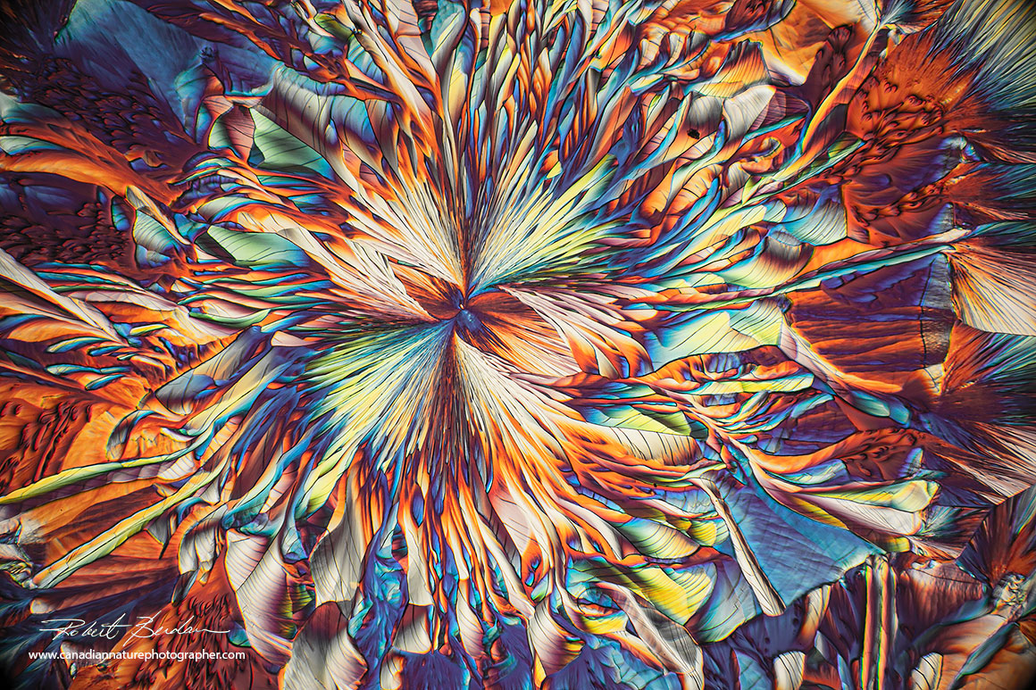 Flower-like image of Beta-alanine and glutamine by polarized light microscopy Robert Berdan ©
