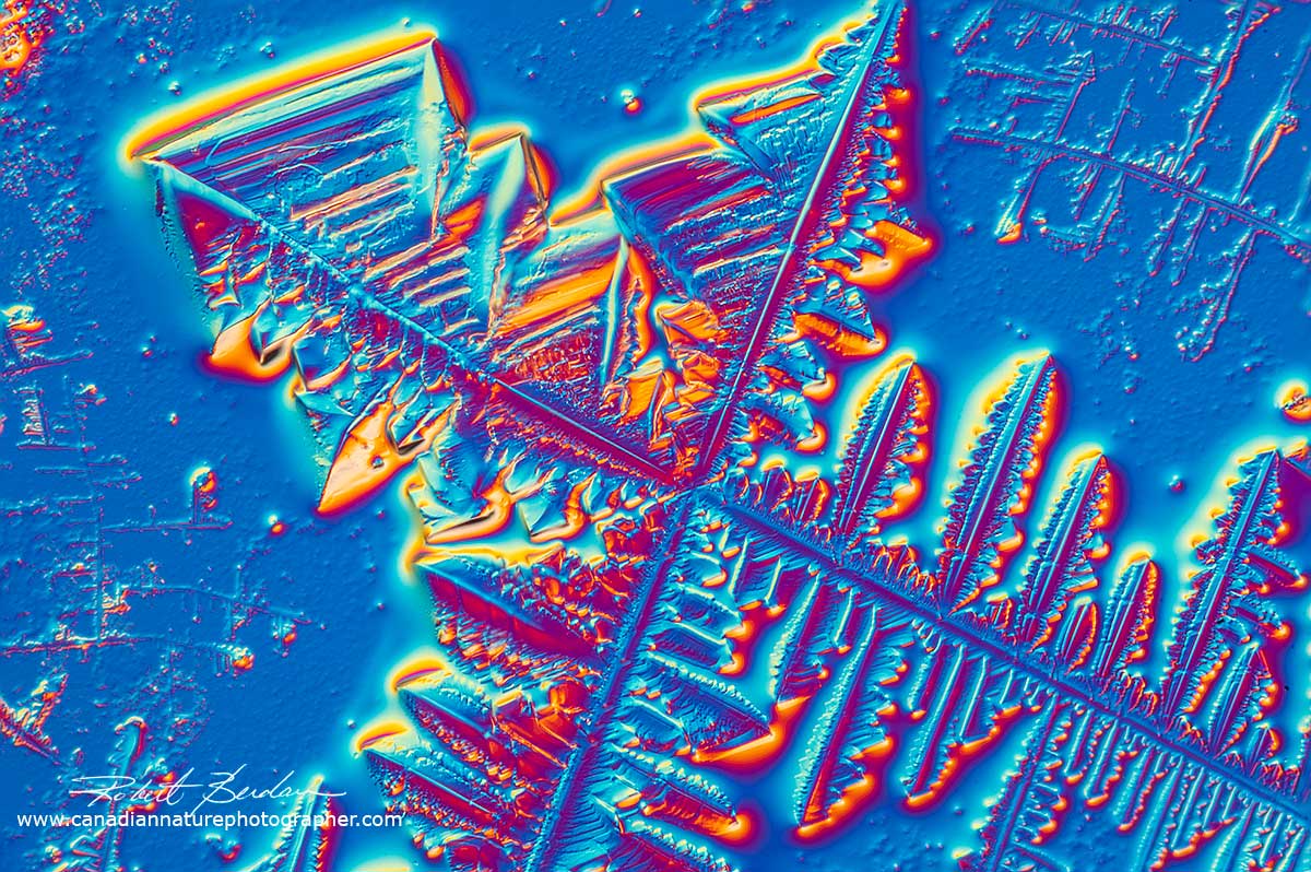 Captain Morgan Rum sample I seeded and photographed with Differential Interference microscopy Robert Berdan ©
