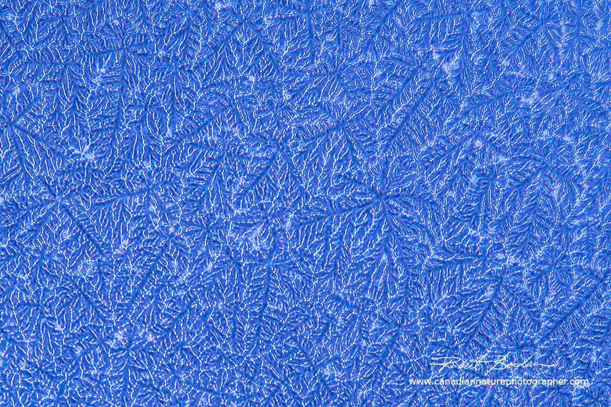 Crystals in a tear drop Robert Berdan ©