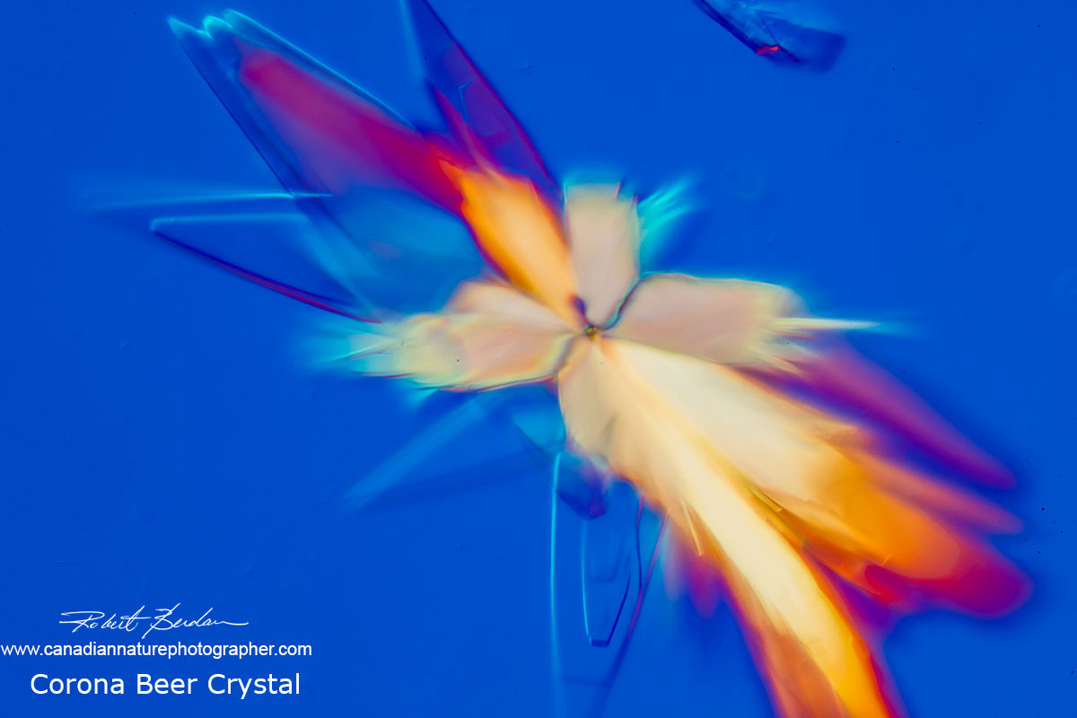 Beer crystal from Corona Extra - DIC microscopy Robert Berdan ©