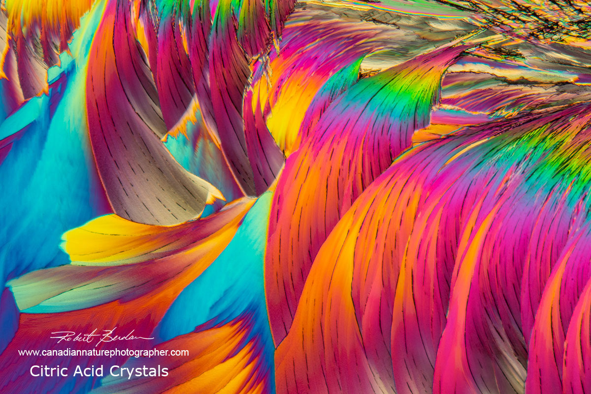 Citric Acid crystals viewed by polarizing light microscopy by Robert Berdan ©