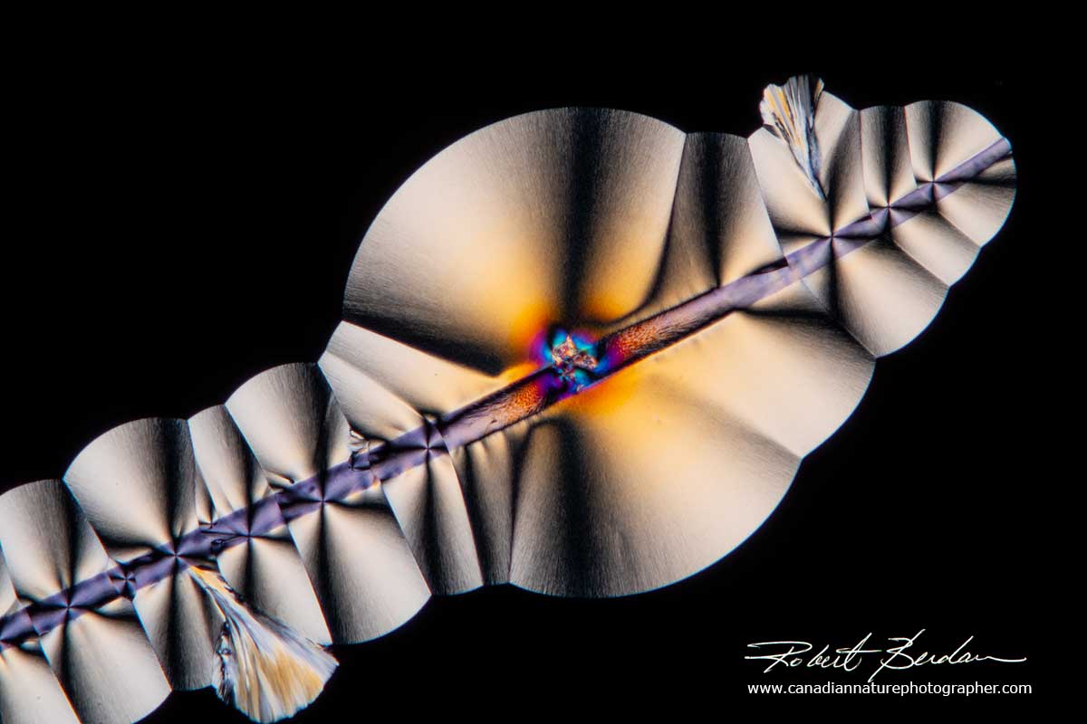 Vitamin C crystals growing on an small hair which acts as a seed - Polarized light microscopy Robert Berdan ©