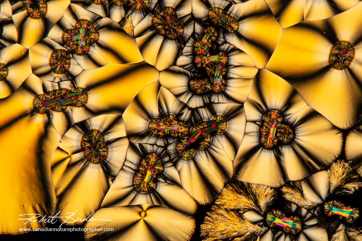 Vitamin C crystals viewed by Polarized light microscopy Robert Berdan ©