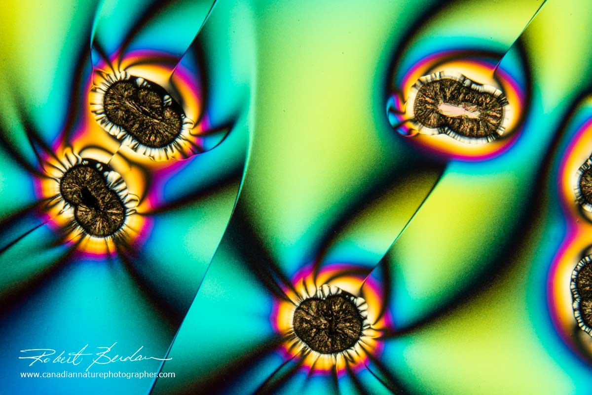 Microscope slide for polarized light  NIACIN and CAFFEINE 