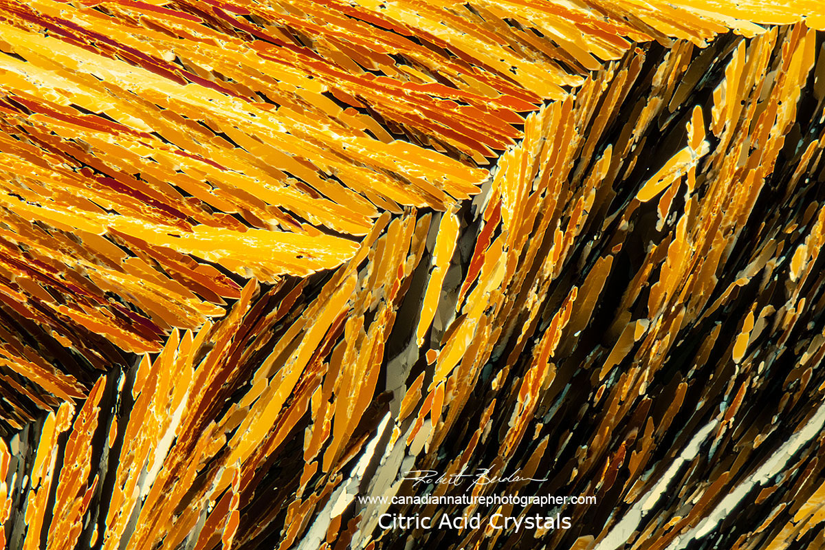 Citric acid crystals in Polarized light microscopy Robert Berdan ©