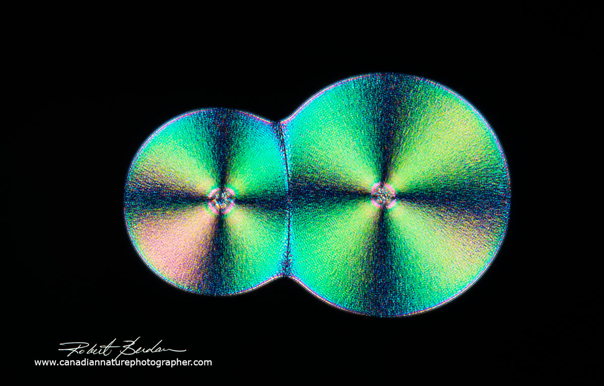 spherulites of Vitamin C  Robert Berdan ©