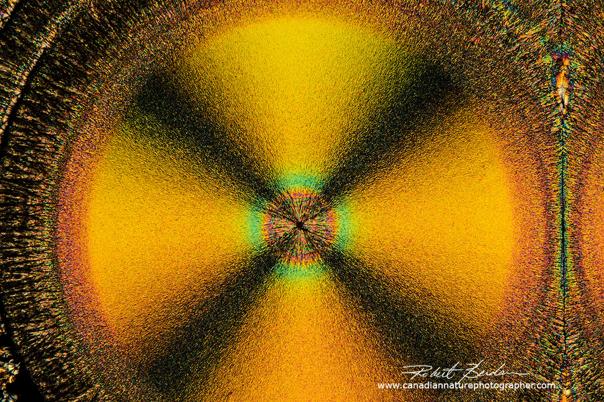 Vitamin C crystal showing the "Maltese cross" Robert Berdan ©