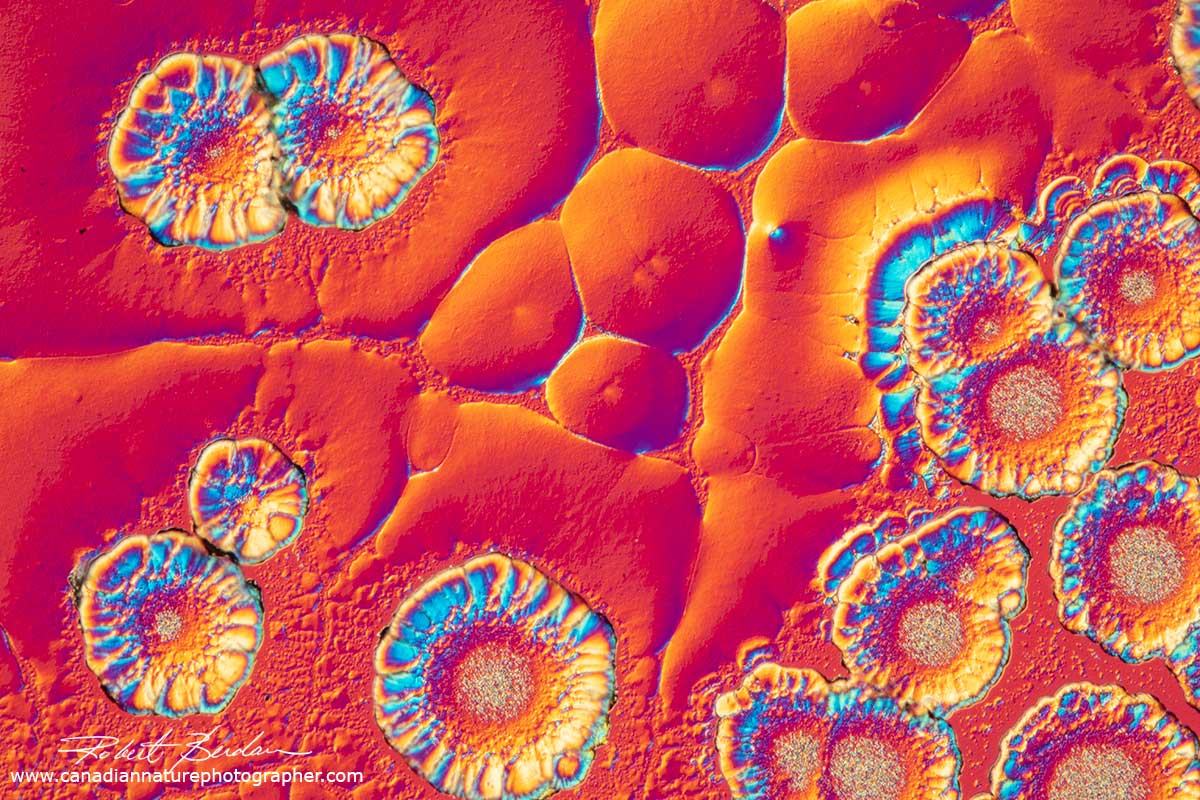 Lysine - an amino acid dissolved in deionzed water and viewed after air drying by Differential interference microscopy Robert Berdan ©