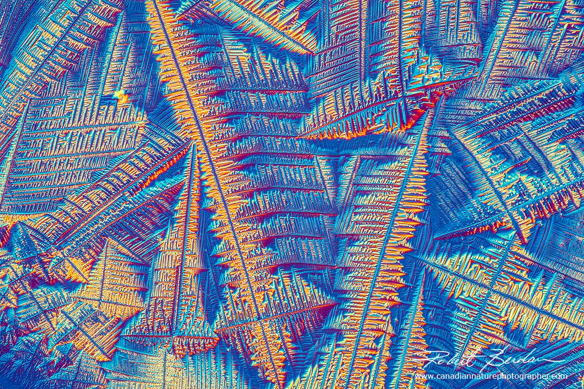 Crystals in Corona Extra beer Robert Berdan ©