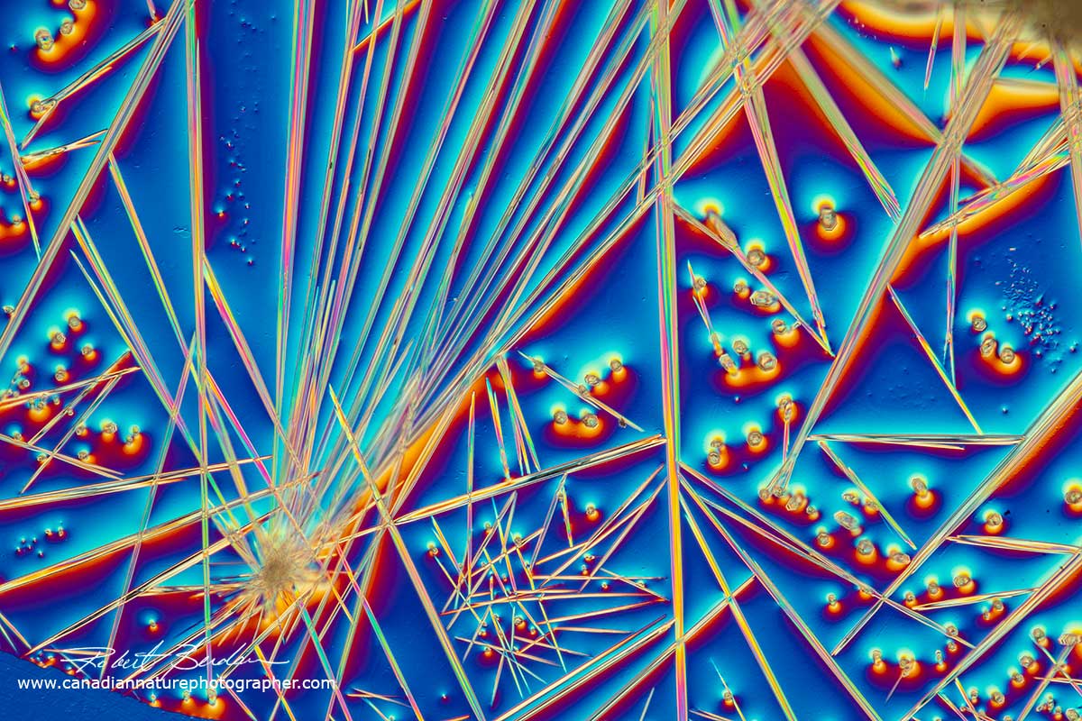 Caffeine crystals from energy drink (Red Bull) viewed by DIC microscopy 100X Roberrt Berdan ©